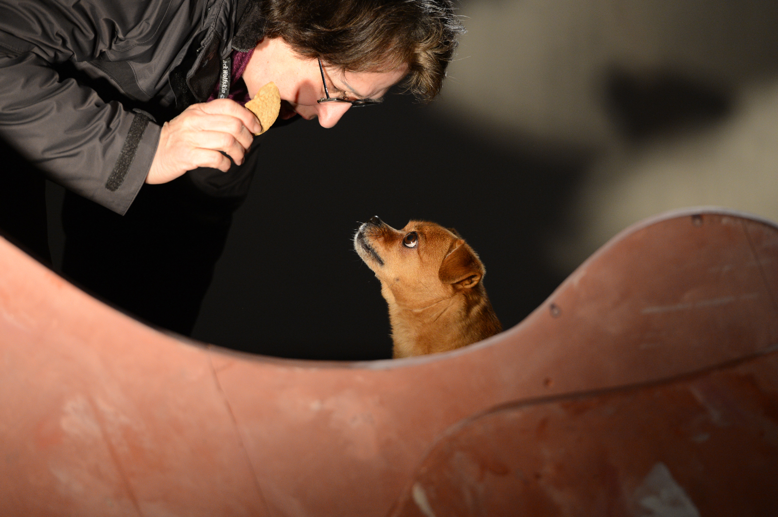 2013-Und100Hunde-StefanHolenstein-DSC_0054