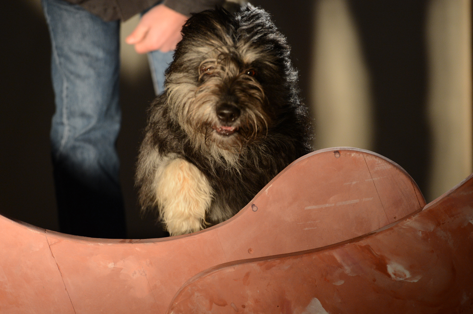 2013-Und100Hunde-StefanHolenstein-DSC_0136