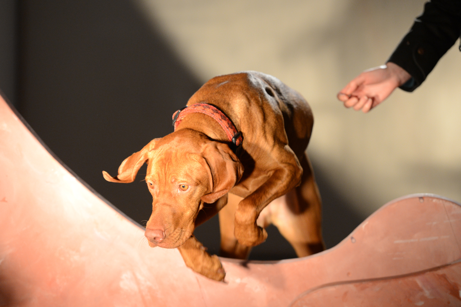 2013-Und100Hunde-StefanHolenstein-DSC_0192