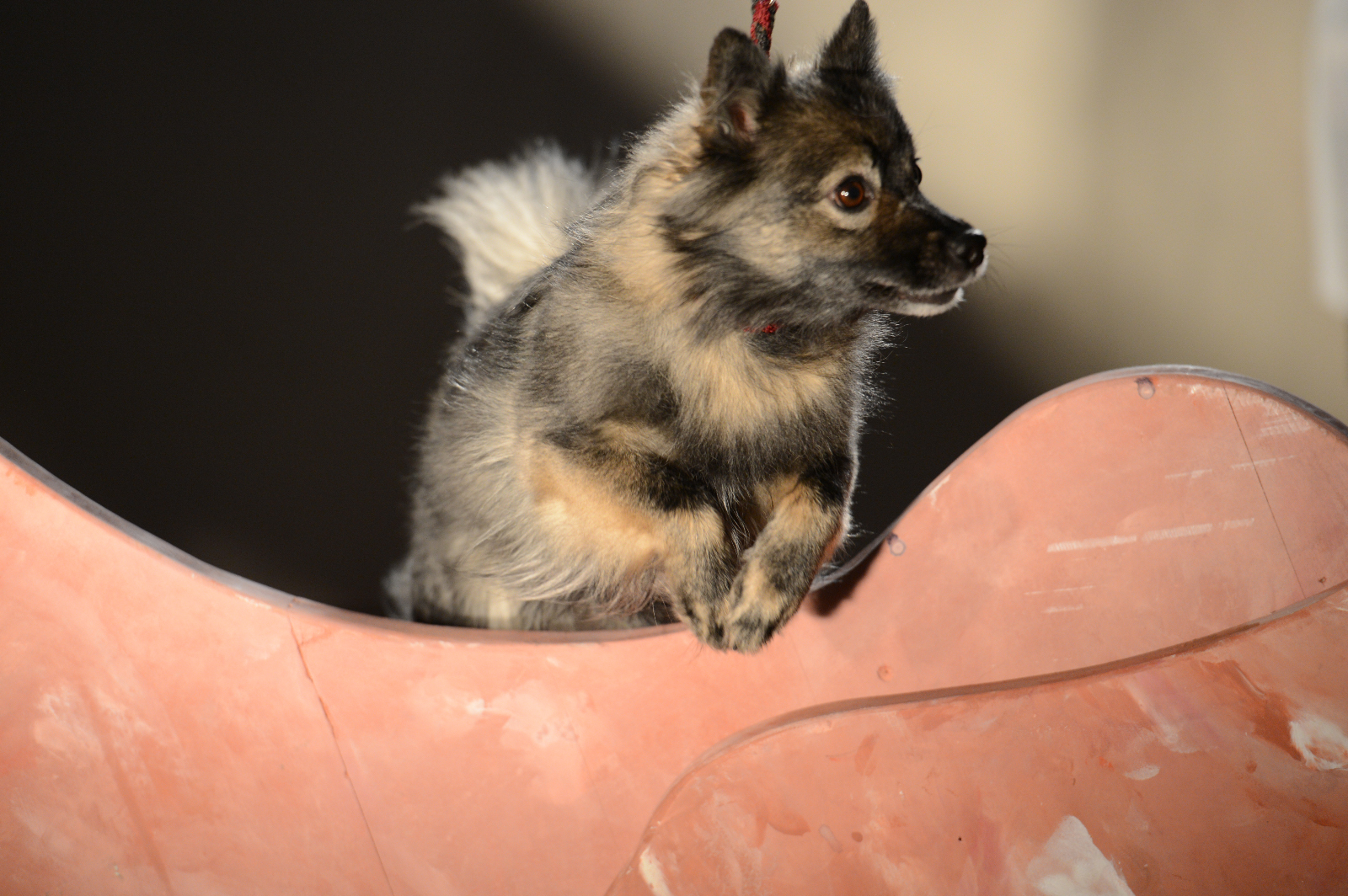 2013-Und100Hunde-StefanHolenstein-DSC_0235