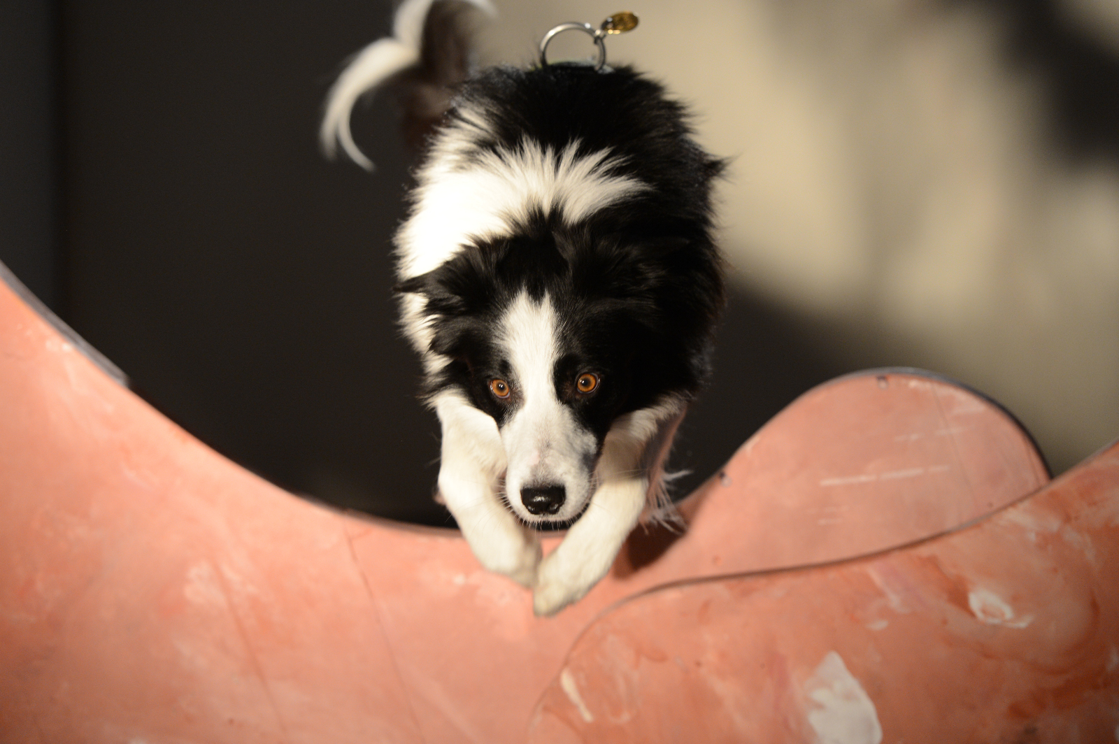 2013-Und100Hunde-StefanHolenstein-DSC_0393