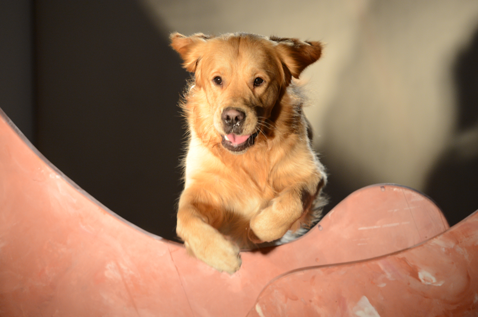 2013-Und100Hunde-StefanHolenstein-DSC_0402