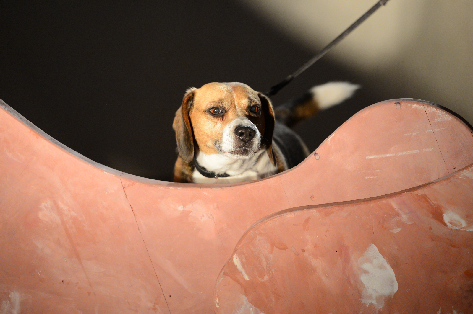 2013-Und100Hunde-StefanHolenstein-DSC_0405