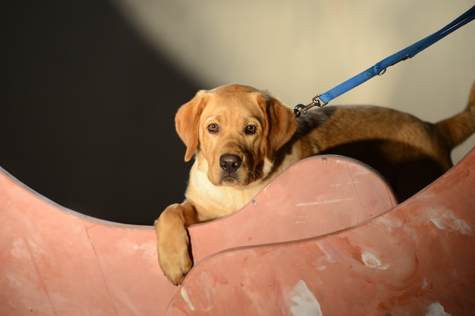 2013-Und100Hunde-StefanHolenstein-DSC_0421